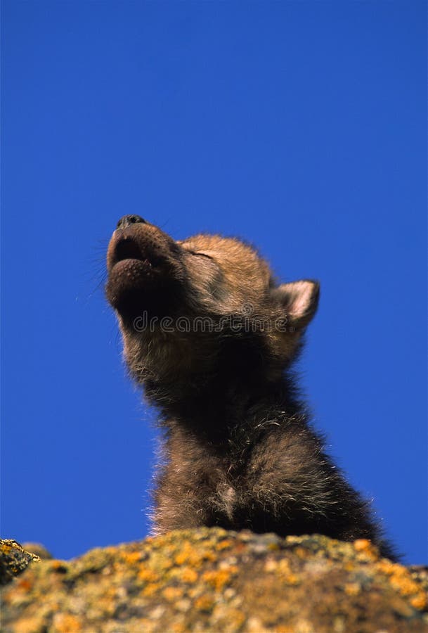 Cute Gray Wolf Pup Howling stock image. Image of young - 14140291