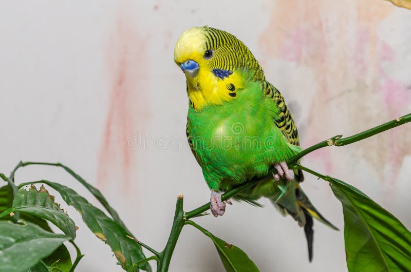 Cute Green Budgie Sits on a House Plant Stock Photo Image of beauty, plant 274403136