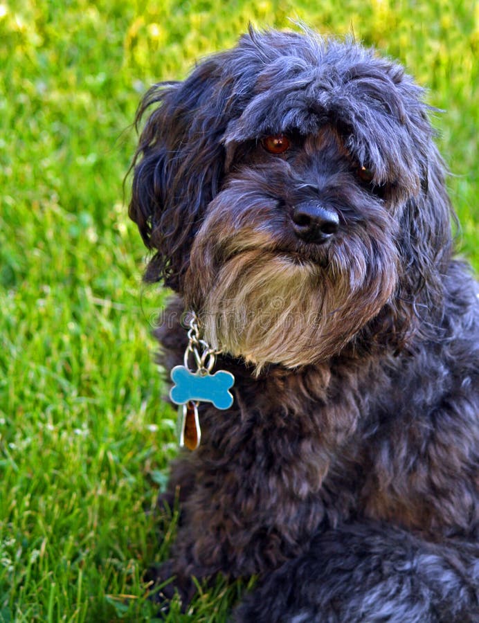 Cute Grey Black Dog Portrait Stock Image Image of guarding, doggie