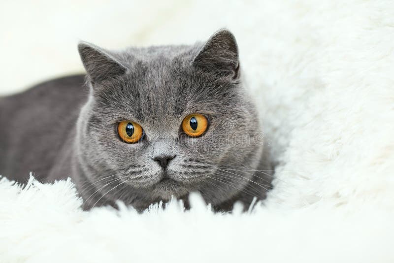 Cute Grey Cat Sitting in a White Fluffy Blanket. Nice Cat Face Close Up