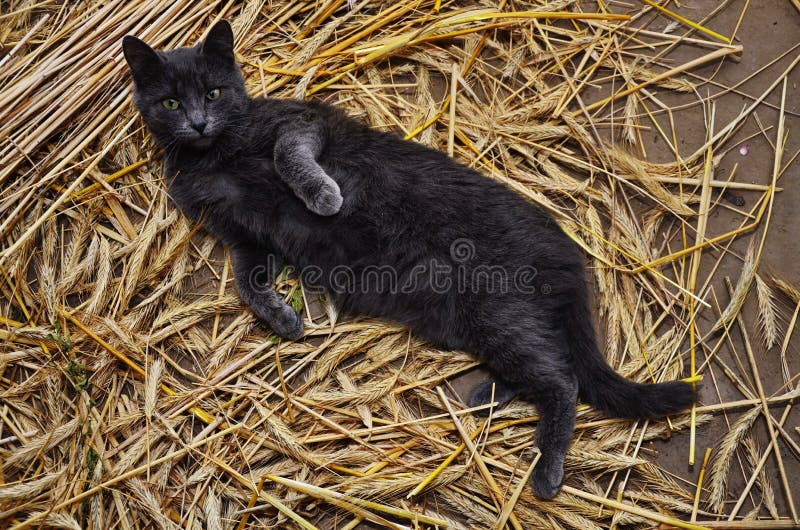 Stripped rural cat sleeping on the ground of hay barn. Stripped rural cat sleeping on the ground of hay barn