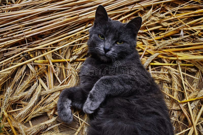 Stripped rural cat sleeping on the ground of hay barn. Stripped rural cat sleeping on the ground of hay barn