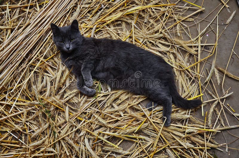 Stripped rural cat sleeping on the ground of hay barn. Stripped rural cat sleeping on the ground of hay barn