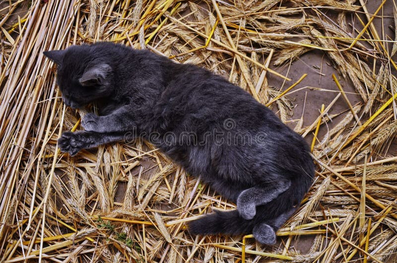 Stripped rural cat sleeping on the ground of hay barn. Stripped rural cat sleeping on the ground of hay barn