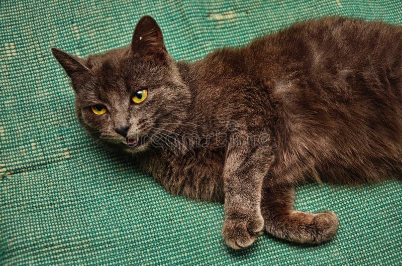 Stripped rural cat sleeping on the ground of hay barn. Stripped rural cat sleeping on the ground of hay barn