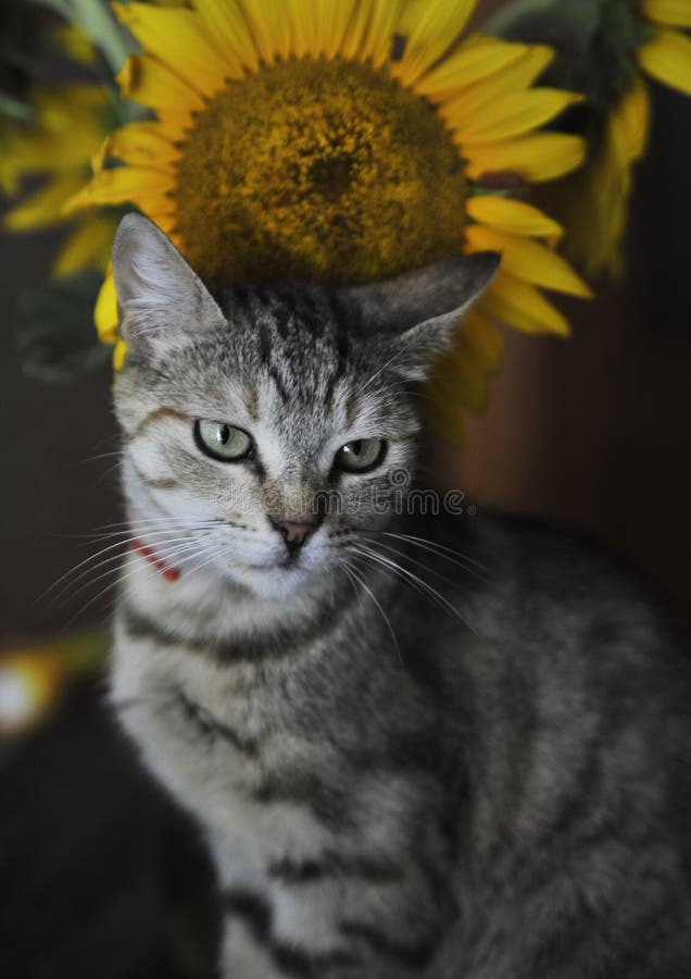 562 Cat Sunflower Stock Photos Free & RoyaltyFree Stock Photos from