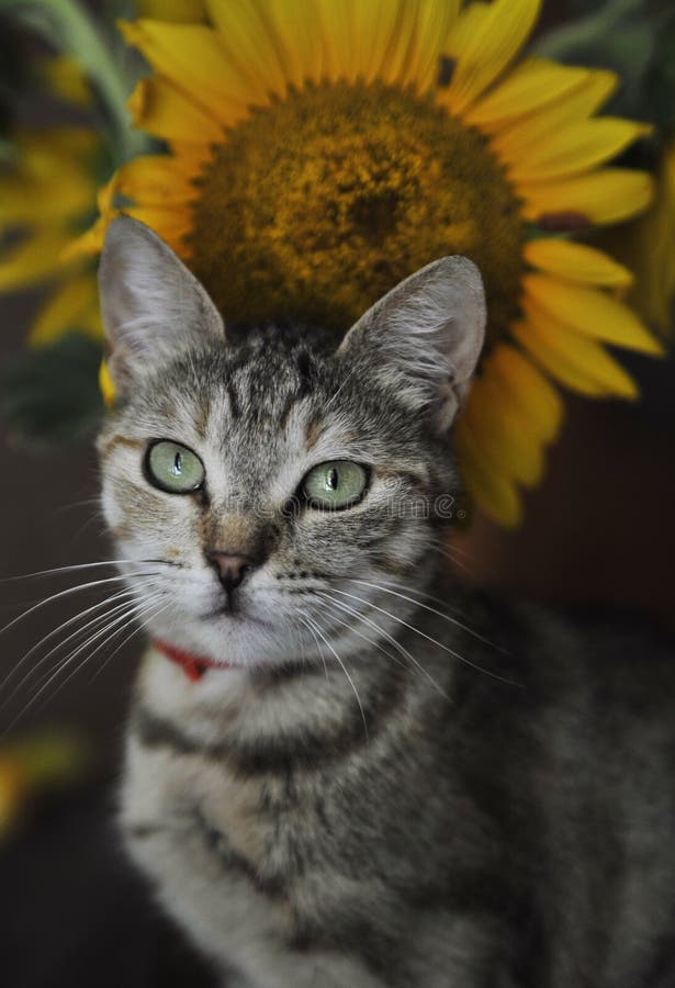 565 Cat Sunflower Stock Photos Free & RoyaltyFree Stock Photos from