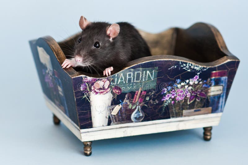 Grey fancy rat in stylized vintage box royalty free stock images Grey fancy rat in stylized vintage box royalty free stock images