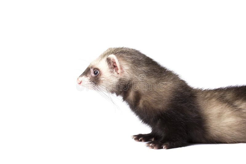 Cute grey ferret stock photo. Image of cute, soft, small 49065050