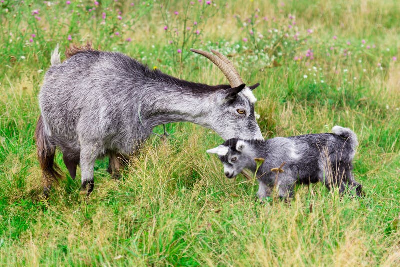 Cute grey goat kid with mother goat