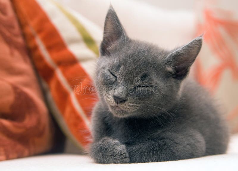 Cute Grey Kittens For Sale Buy Little Kittens For Sale Up To 76 Off