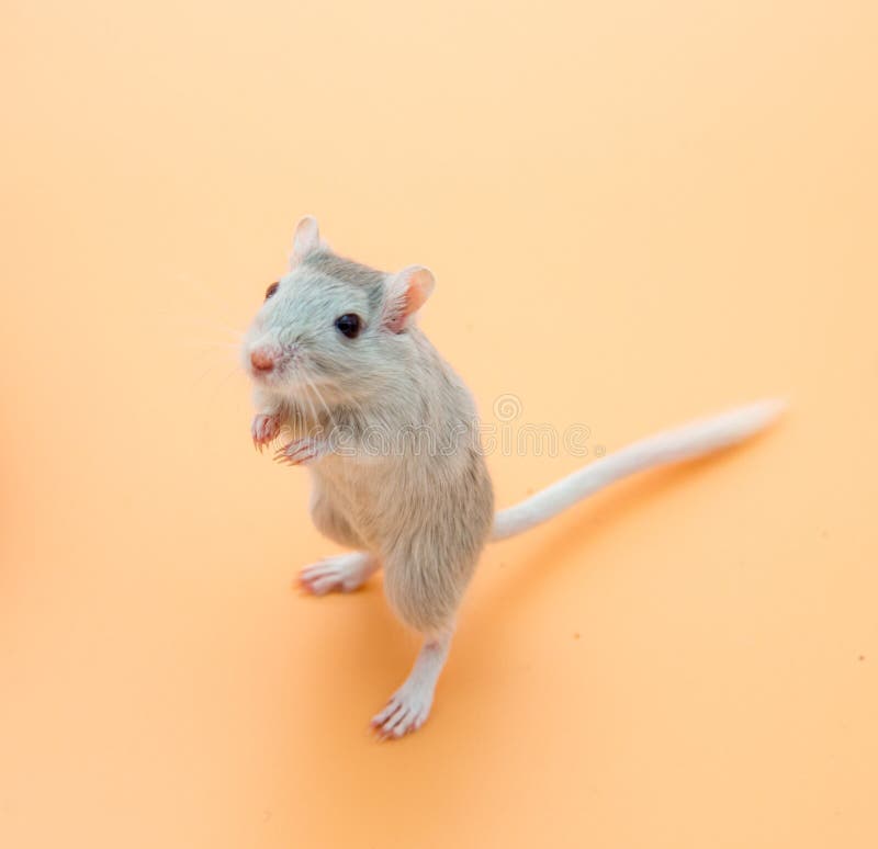 Cute grey mouse stock photo. Image of desert, young 215464668