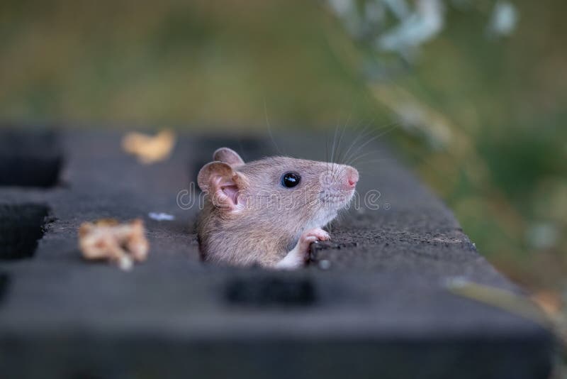 Rat years to human years: How old is my rat? - RatCentral