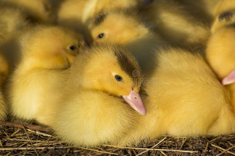 Baby Ducks Cuddling Stock Photos Free & RoyaltyFree Stock Photos