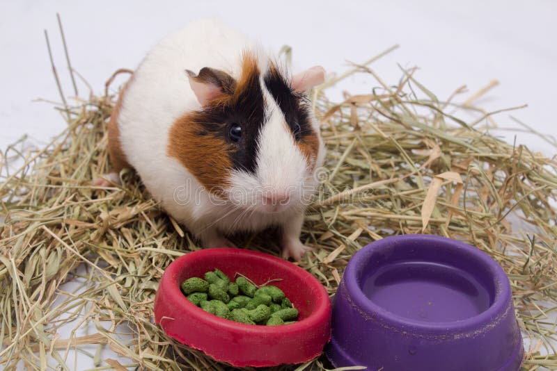 Cute Guinea Pig With Lots Of Food, Water And Hay, Isolated On White. Stock Photo Image of