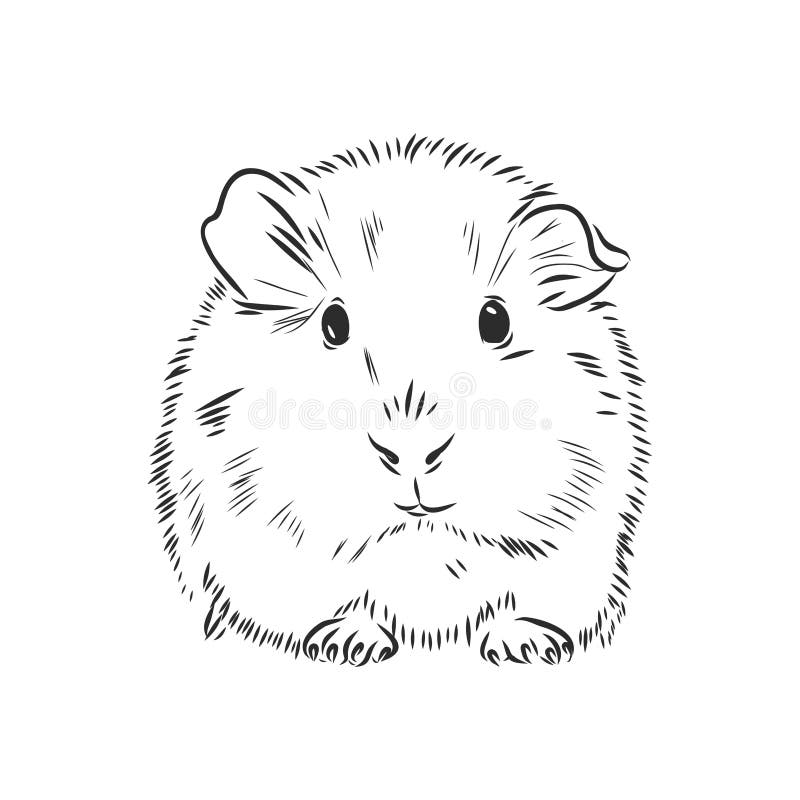 Featured image of post Guinea Pig Black And White Clipart Find images of black white pig