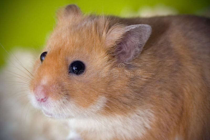 Cute Hamster in his cage stock image. Image of cute, sawdust 39042601