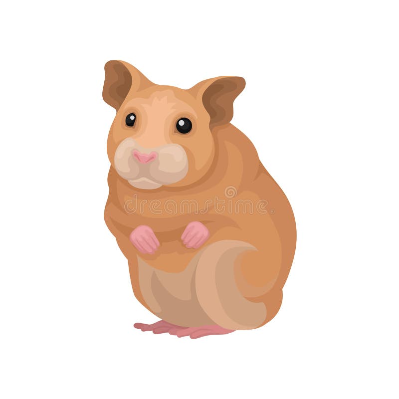 Cute hamster small rodent animal vector Illustration on a white background