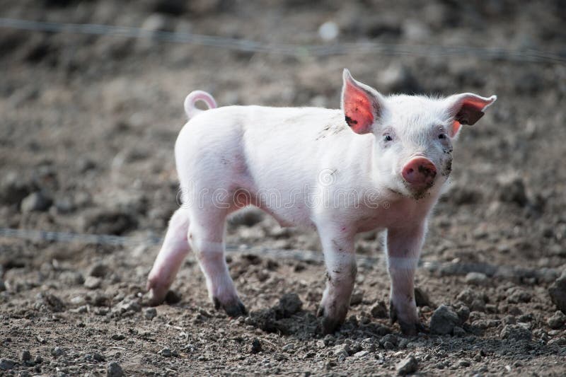 Happy Piggy Slot Free Happy Piggy Slot Free