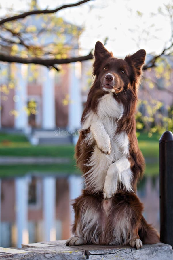 Cute Happy Dog Makes a Funny Pose Stock Image Image of horizontal
