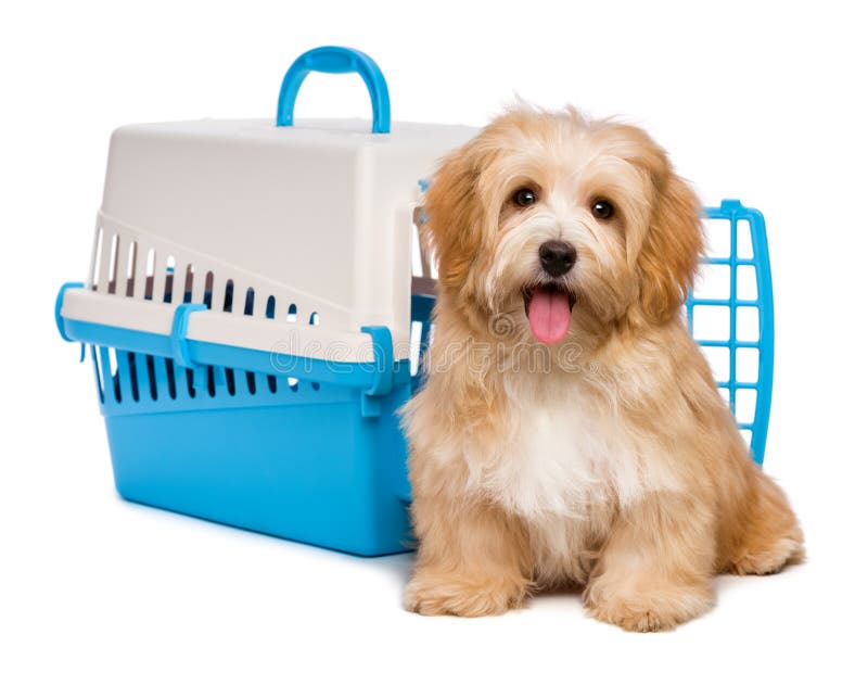 Carino felice rossastro cucciolo havanese cane è seduto di fronte a un blu e grigio pet cassa e guardando la telecamera, isolato su sfondo bianco.