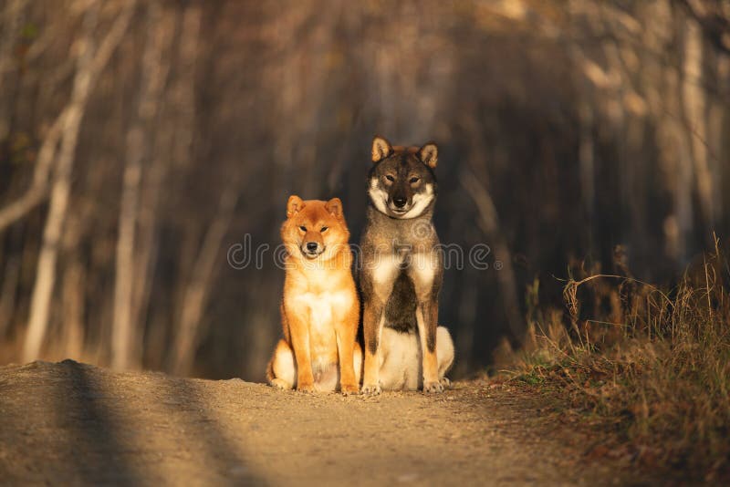 what is the shikoku dog