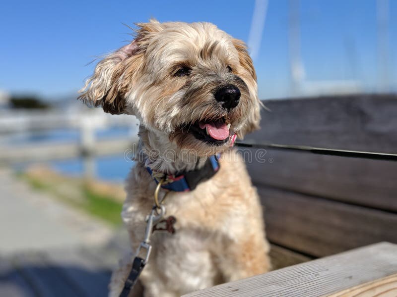 Cute happy smiling dog looking off to the side in the marina