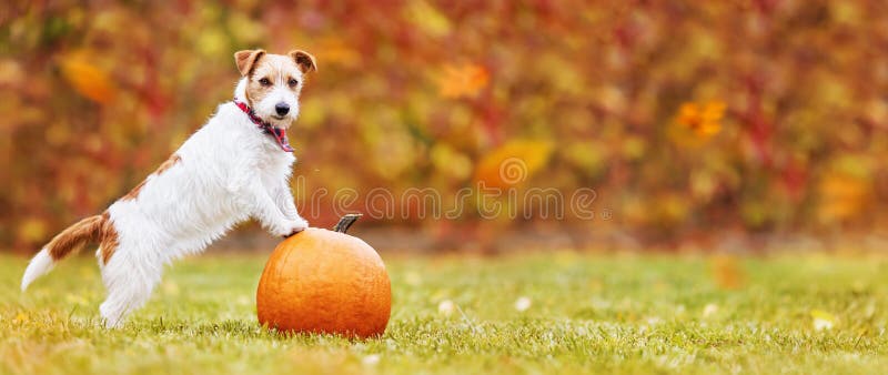 Cute listening pet dog puppy standing on a pumpkin and in autumn. Happy thanksgiving day, fall or halloween banner with copy space. Cute listening pet dog puppy standing on a pumpkin and in autumn. Happy thanksgiving day, fall or halloween banner with copy space