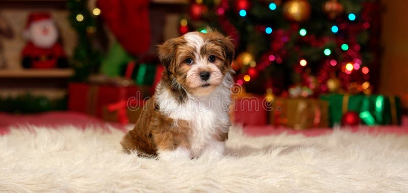 Cute Havanese puppy in front of a Christmas tree royalty free stock photography Cute Havanese puppy in front of a Christmas tree royalty free stock photography