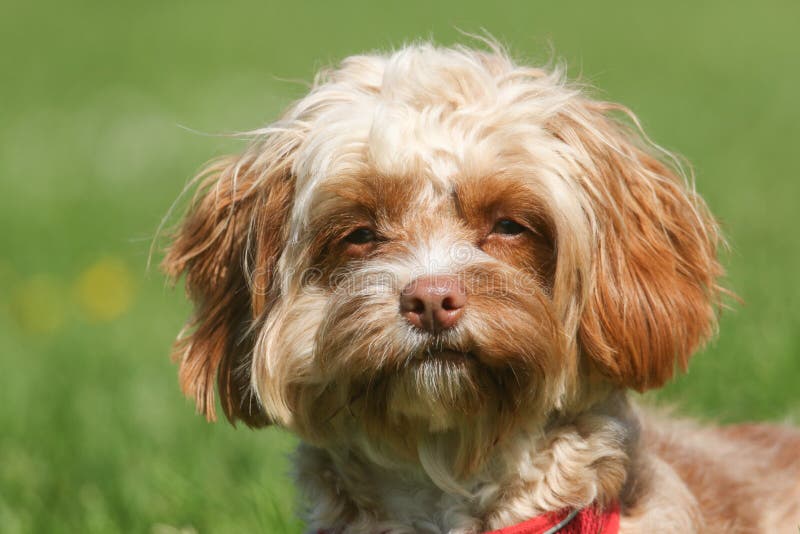 A cute head shot of a young Cavapoo dog. The breed is also commonly known by the names Poodle x King Charles Cavalier Spaniel, Cav