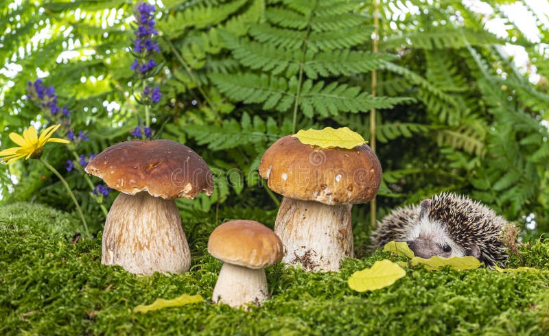 Cute Hedgehog in forest with mashrooms