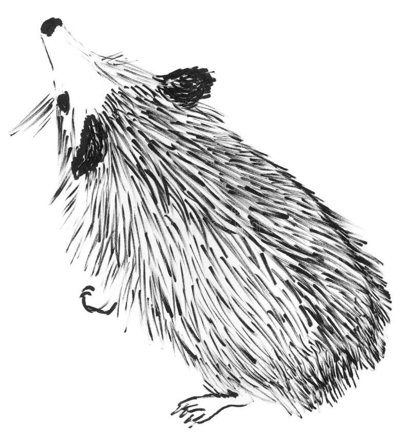 Cute Hedgehog Spontaneous Sketch Stock Illustration - Illustration of