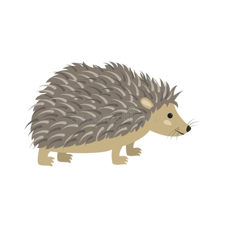 Cute hedgehog on white background.