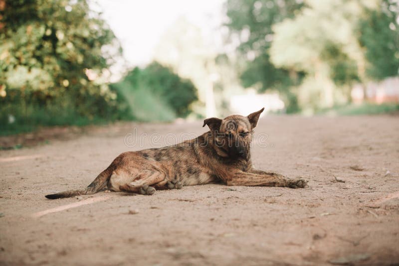 Cute Homeless Dog Lying on the Road Stock Image - Image of pooch ...