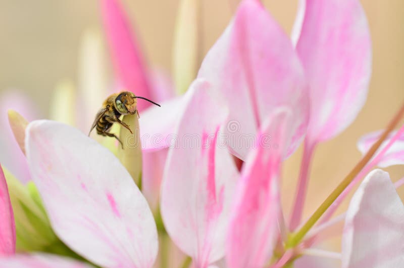 Download Cute honey bee stock photo. Image of nature, wing, garden ...