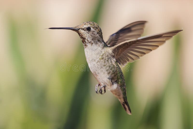 Cute humming bird royalty free stock photo Cute humming bird royalty free stock photo