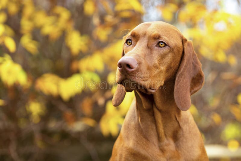 Cute hungarian vizsla dog side view intill porträtt i den vackra trädgården royaltyfri bild