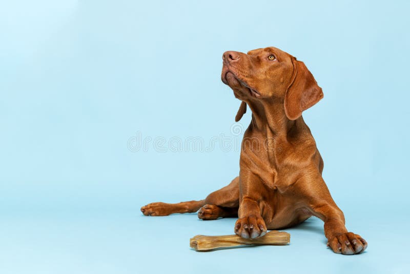 Cute hungarian vizsla puppy with rawhide chew bone studio portrait over blue background. Beautiful dog holding a chew toy bone.