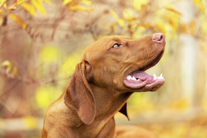 Cute hungarian vizsla puppy side view porträtt i den vackra trädgården royaltyfri bild