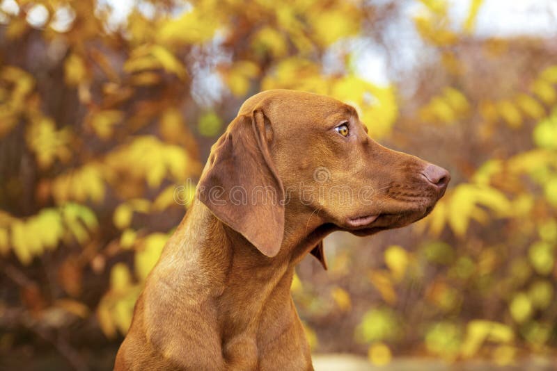 Cute hungarian vizsla puppy side view porträtt i den vackra trädgården royaltyfria bilder