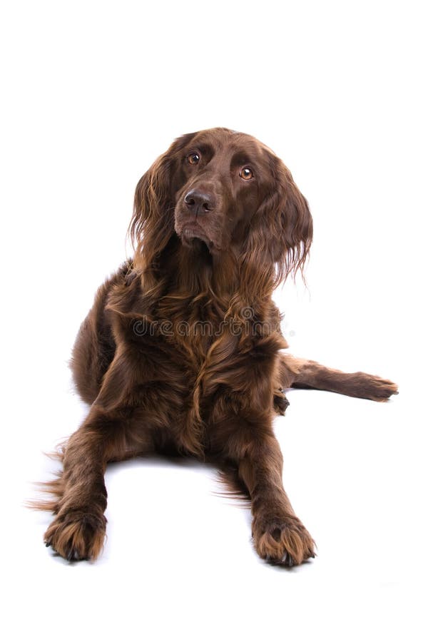 long haired bird dog