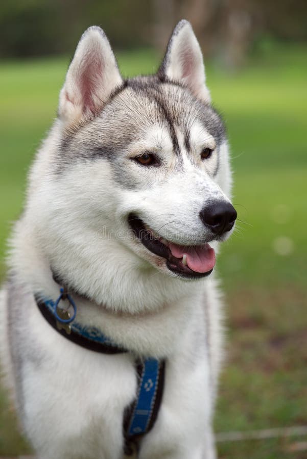 Cute husky dog stock photo. Image of siberian, animal - 39736166