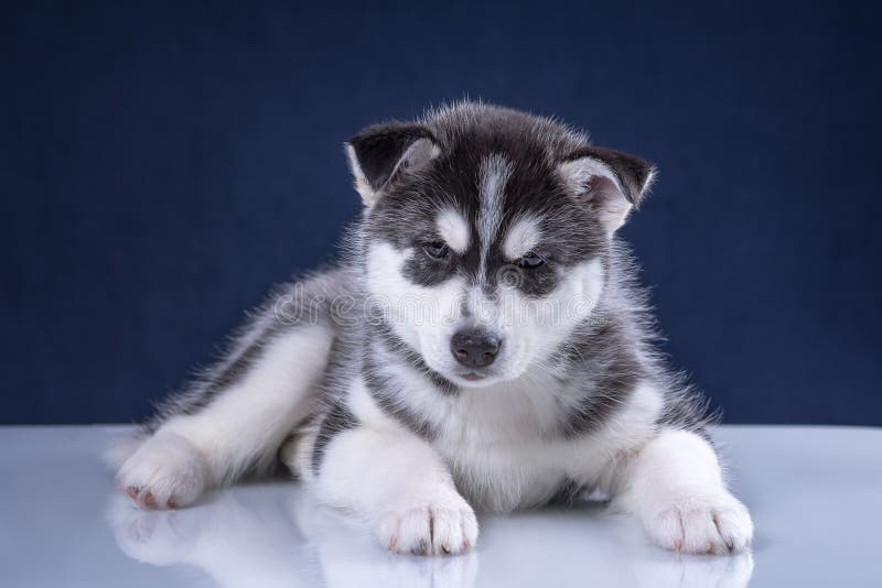 baby husky puppies tumblr