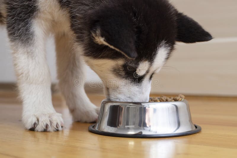 how much should i feed a husky puppy