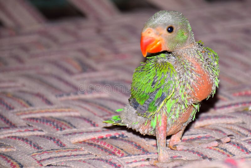 280 Baby Parrots Photos Free Royalty Free Stock Photos From Dreamstime 280 Baby Parrots Photos Free Royalty Free Stock Photos From Dreamstime