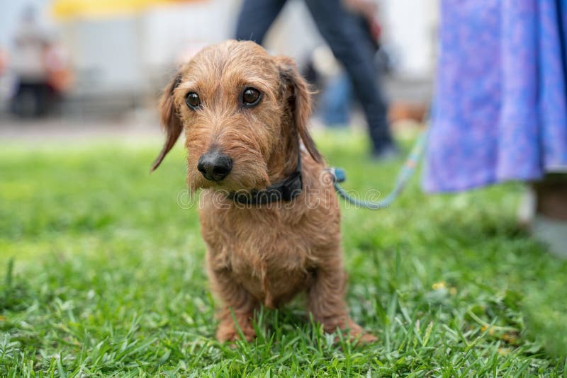 Cute-Inginger-Drahthaardachshund sieht ganz klar auf etwas aus, auf grüngrüngrünem Rasen, an einer Leine stehen wir ganz in der N stockbilder Cute-Inginger-Drahthaardachshund sieht ganz klar auf etwas aus, auf grüngrüngrünem Rasen, an einer Leine stehen wir ganz in der N stockbilder