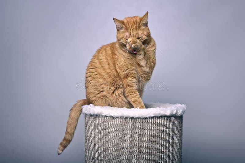 Cute Ingwerkatze sitzt auf einem kratzenden Barel und reinigt sich selbst. stockbild