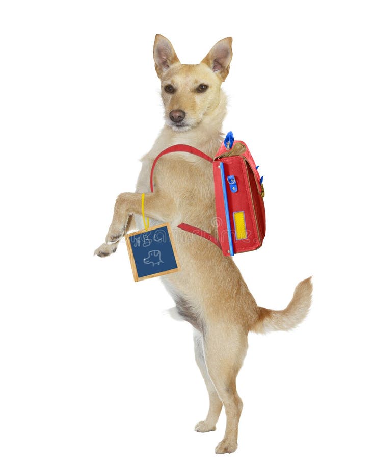 cute intelligent golden jack russel terrier standing up his hind legs wearing backpack holding chalkboard hand drawn sign as wants 29906807