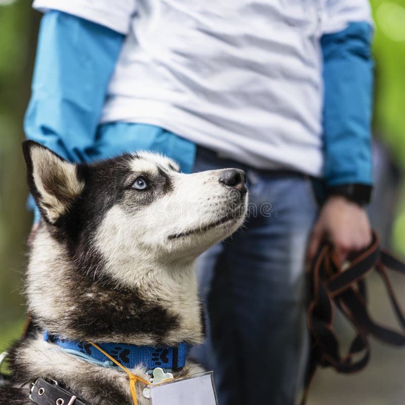 Cute intelligent husky dog out shelter near volunteer executes his commands, special charity exhibition. Kindness