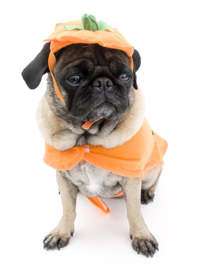 Pug boxers stock photo. Image of mammal, shorts, animal - 14730334